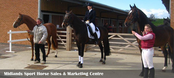 Midlands sport horse sales and marketing centre