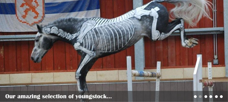 World class youngstock for sale