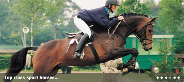 Top class sport horses