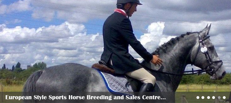 Style Sports Horse Breeding and Sales Centre